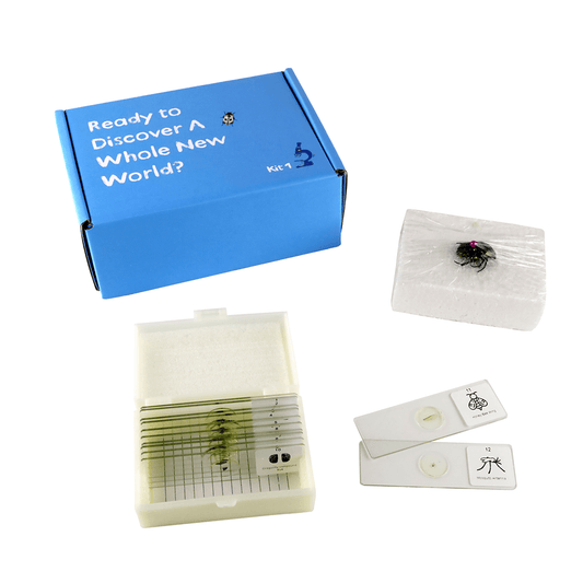 The STEMKids SciSlides Slide Kit, Bug Edition